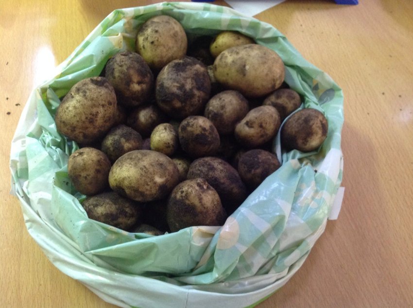 Image of We have grown potatoes